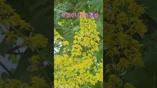 #모감주나무 #꿀벌 #염주나무 #황금비나무 #Golden rain tree #honeybee #nature #insects #한강생물