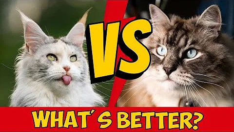 Watch the video about Maine Coon vs Siberian Cat