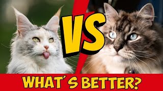 Maine Coon vs Siberian Cat: Differences & Which Is Better