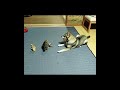 犬に強さをアピールする仔猫
