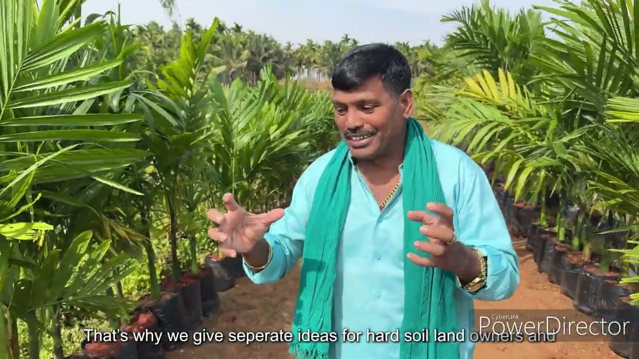 Areca Plants ,G N Devraj Areca Plants ,Plants ,Betel Nut ,Betel ,Seeds ,Areca Seeds