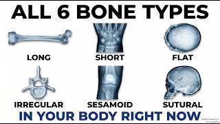 Every Bone Type Explained in 14 Minutes