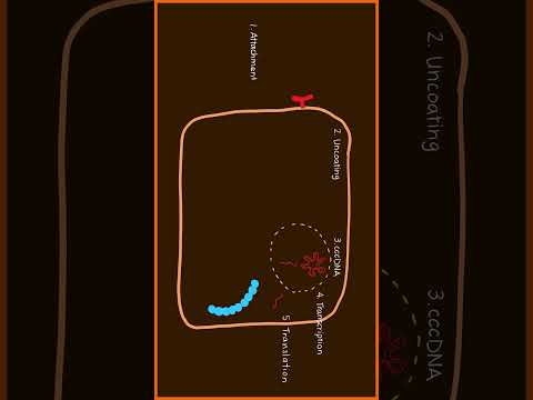 Hepatitis B Virus Replication Part 2 of 3 #usmle