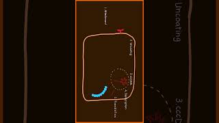 Hepatitis B Virus Replication Part 2 of 3 #usmle