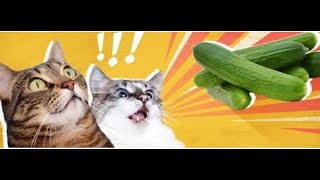 Cat Vs Cucumber | Try  Not To Laugh | Funniest Cats And Dogs! by Funniest Cats and Dogs 250 views 3 years ago 4 minutes, 13 seconds