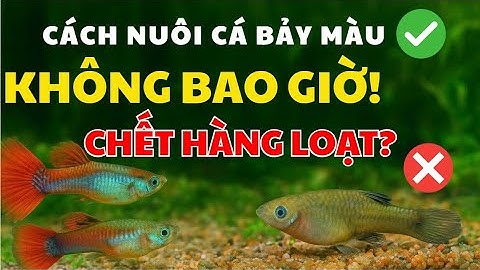 🐟 Cách nuôi cá bảy màu KHÔNG BAO GIỜ ✅ chết hàng loạt ❌