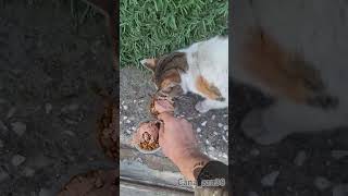 İzleme Desteği लल Şfet