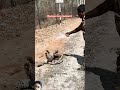 Dangerous Leopard, Never mess with the wildlife #animals #wildlife #unfrezzmyaccount #viralvideo