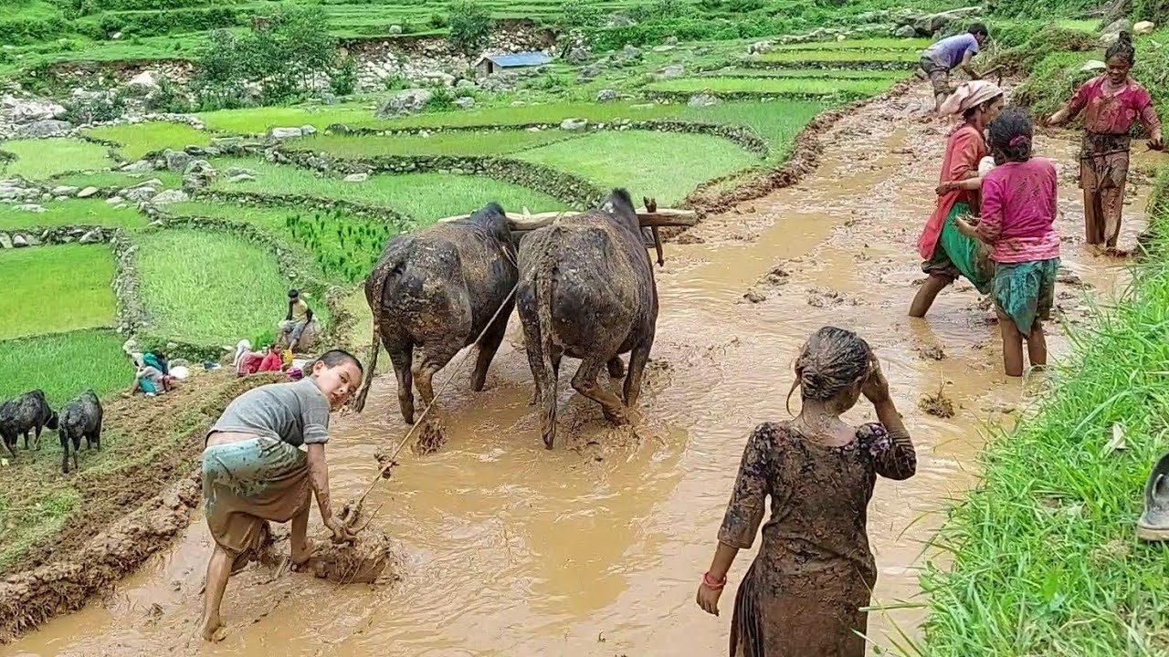 Primitive Way To Paddy Farming in Nepali Village  Nepali Mountain Lifestyle  IamSuman