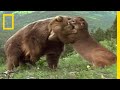 クマのパワーとピューマの戦術 | ナショジオ