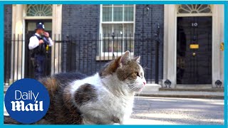 Larry the Cat guards Downing Street as Tory Leadership Race continues