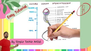 How to draw Spermatozoon | Detailed Human Sperm Diagram Drawing: Anatomy and Structure