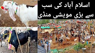 Chalo Chalo Mandi Chalo | Islamabad Mandi | New Bakra Eid 2021| Bakra Eid Special