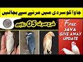 Java sparrow ko sardi me marne se bachalen | java bird give away Update