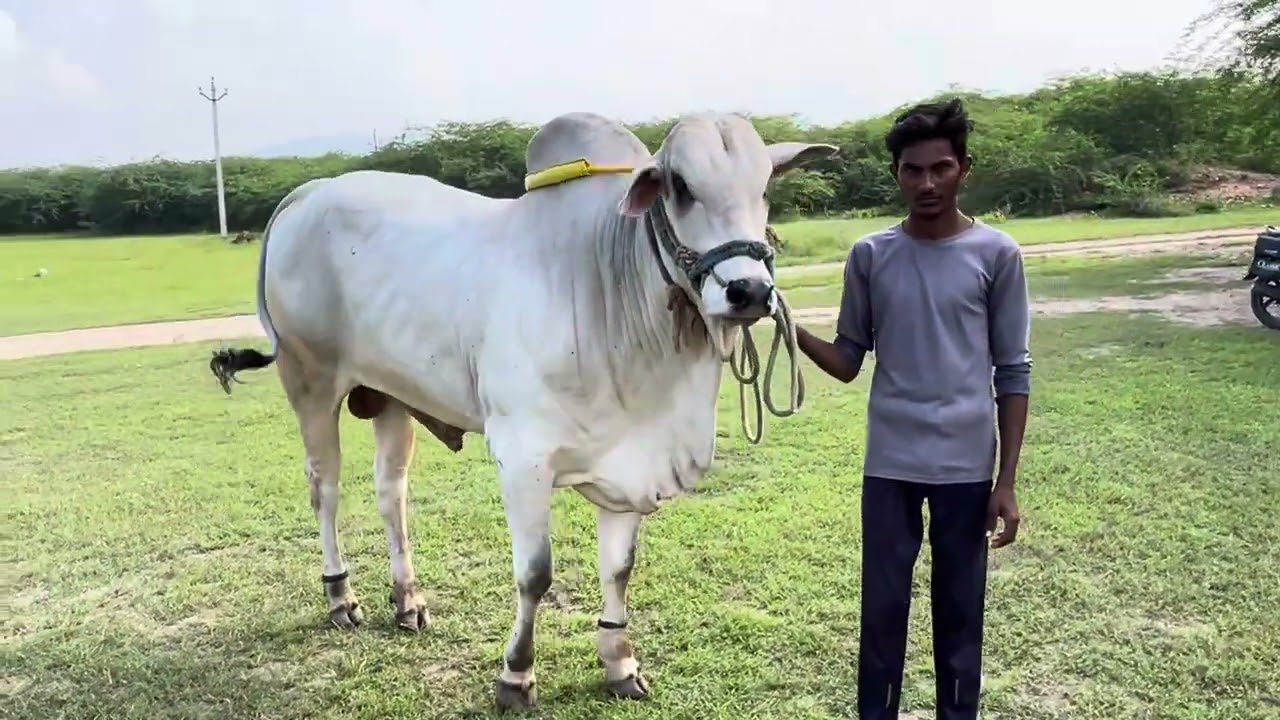 Best Quality Ongole Bulls 