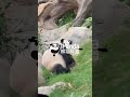 Panda Mom's Favorite Toy | iPanda #shorts #HKpanda