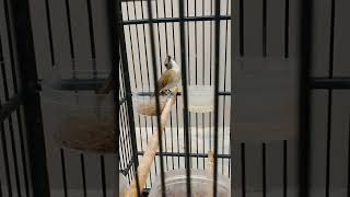 Download Lagu Srdc buka paruh isian full tembakan srdc mania tegal # katana #kicaumanianusantara #srdcgacor #fyp MP3