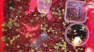 Sensory bin: kidney beans & wagon wheels