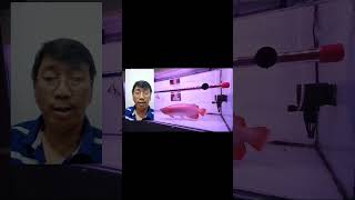 Download Lagu arwana super red, mengatasi arwana stres akibat pindah tank,atau lompat dari tank MP3