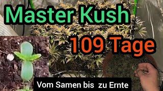 Master kush 109 Tage vom Samen bis zur Ernte  - cannabis pflanze fotoperiodisch 
