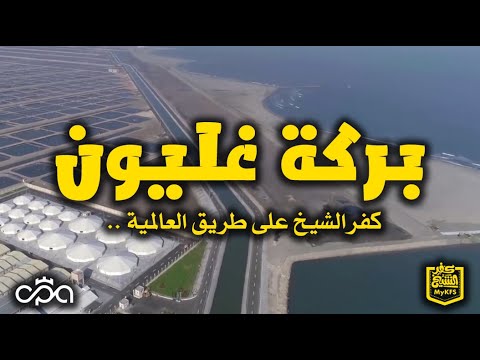 بركة غليون كفرالشيخ على طريق العالمية