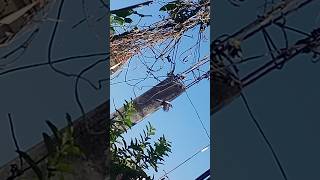 Pai of Oriental Magpie Robin "Dhobi Chara" Spotted @ own Terrace