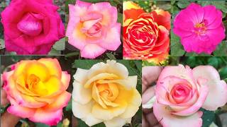 10 Best Rose Variety  With Names  /Rose Variety In India /Rose Flower
