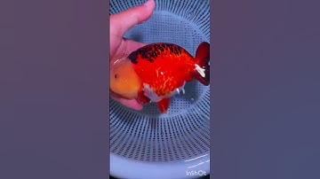 Beautiful ranchu goldfish #beautiful #ranchu #goldfish #youtubeshorts #shorts