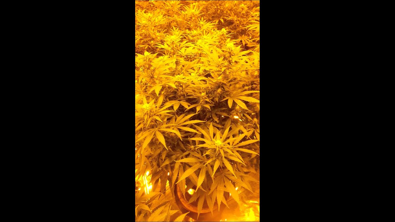 Mmj-flower day 20