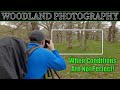 Woodland Photography TIPS for Less Than Ideal Conditions