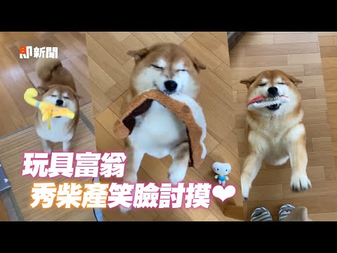 柴柴機長化身玩具展示員　每天叼不同款笑咪咪討摸│寵物│狗狗│柴犬｜しばいぬ│Pet│Shiba