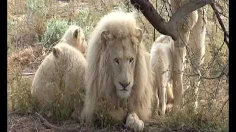 White lions, South Africa - DayDayNews