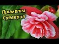 Что приносит Бегония в дом? Приметы и суеверия о Бегонии. Можно ли держать цветок дома?