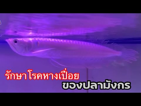 อัพเดต รักษาโรคหางเปื่อยของปลามังกร | AngPao PingAn Family