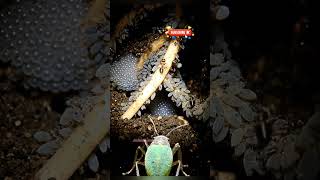 POV: Inside an Aphid Colony’s Tiny World #shorts #aphid #insect