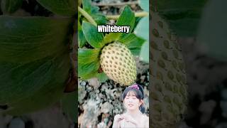 Download Lagu White Strawberry #fruitgarden #strawberry #whiteberry #rurallife #gardeningharvest #freshfruits MP3