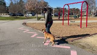 Lab Mix 1yo 'Brobeck' OLK9 Video - Lab Mix Dog Training by Off Leash K9 Training 57 views 2 years ago 9 minutes, 51 seconds