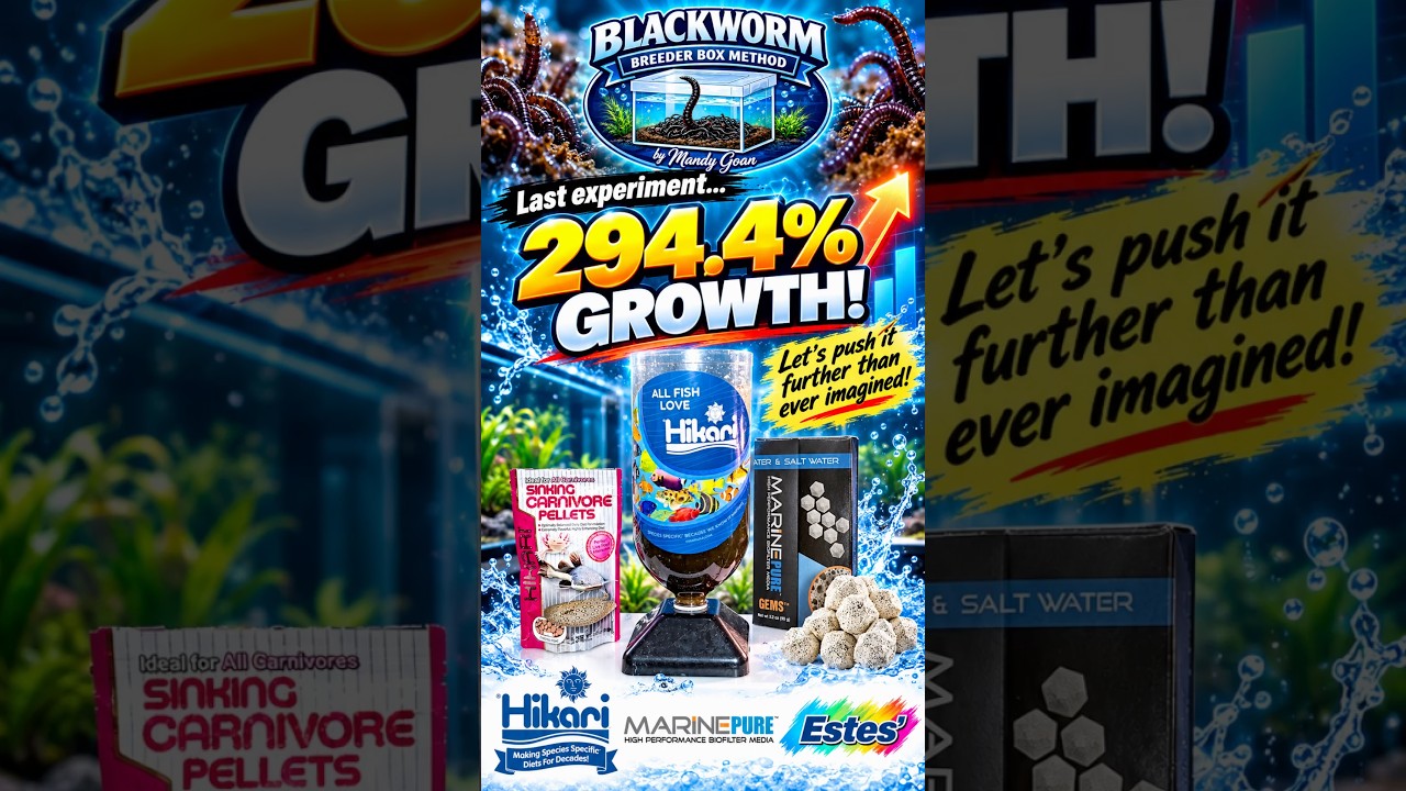🪱🔥 The NEXT Blackworm Challenge Has Begun! Can We Break Our Record?!