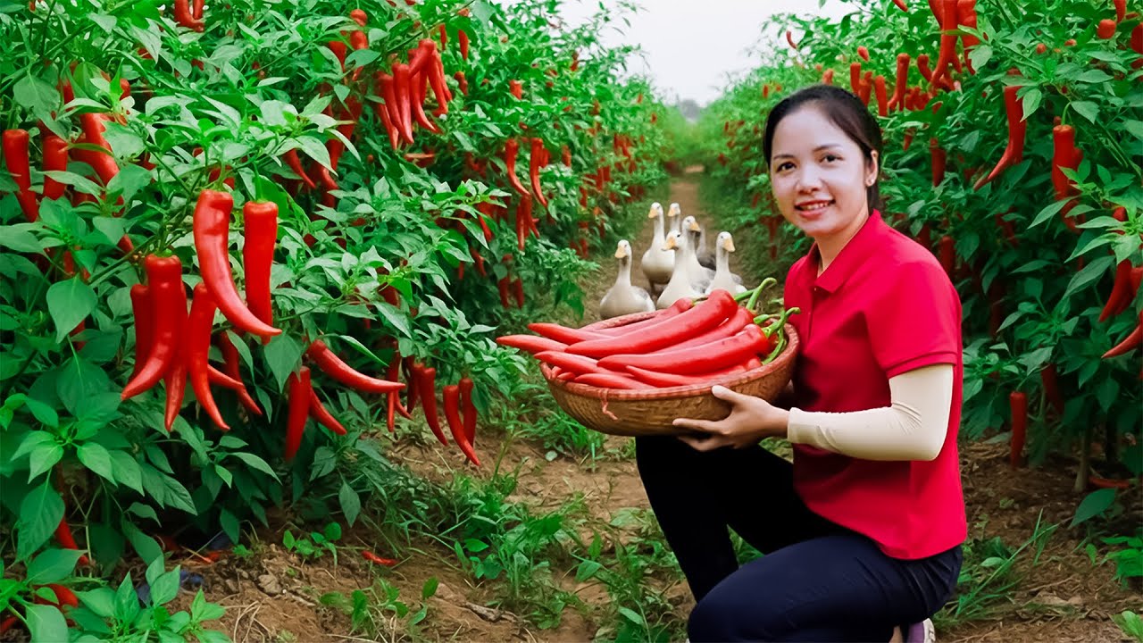 Harvesting 1000+Kg Giant Chili Goes To Market Sell, Pick Cucumbers in The Garden