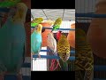 Australian Colorful Birds Fight | Australian Love Bird Sounds | Budgie Bird Sounds | Parrot Fight