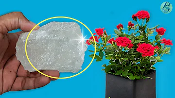 10 Powerful Rose Plant Care Tips | How to grow Roses?