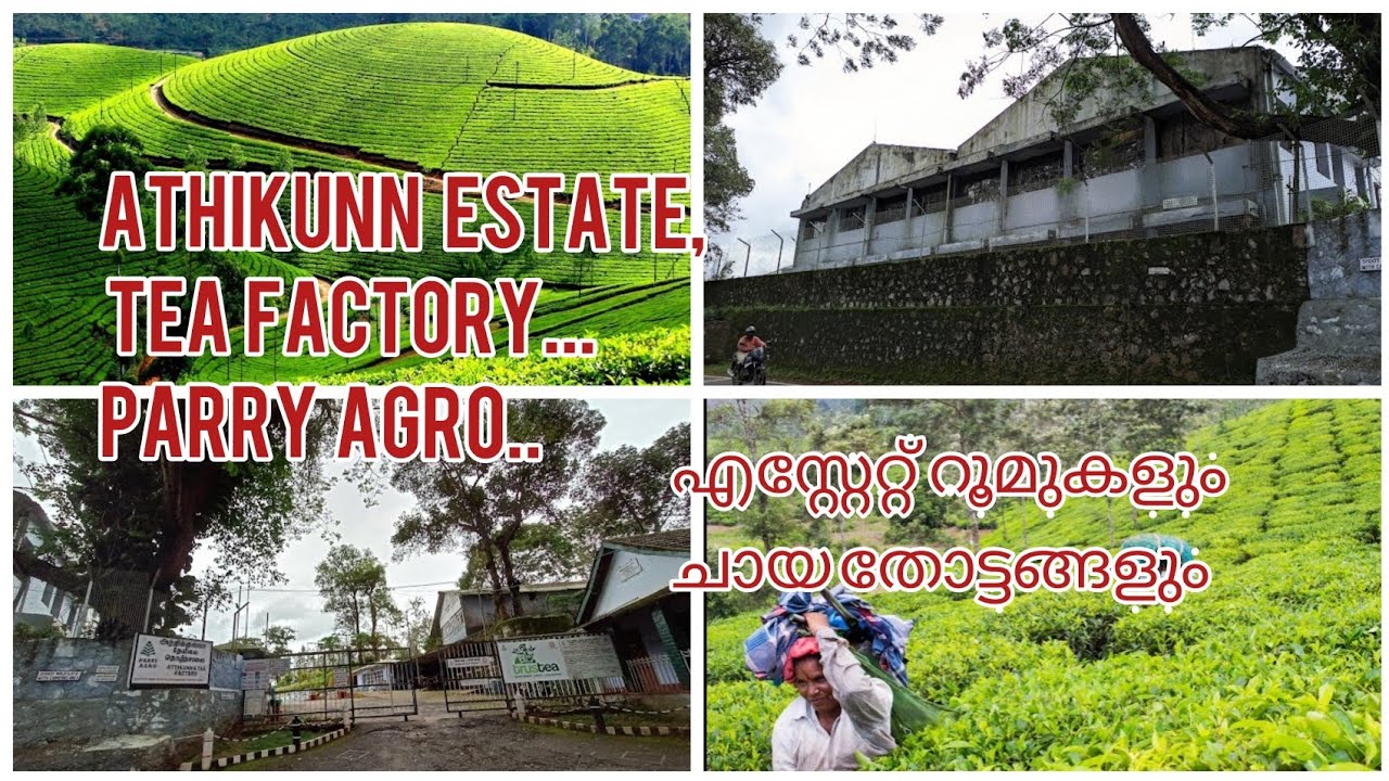 #parryagro   #athikunnteafactory  #estate Athikunn tea factory and estate review. the nilgiri hills🔥