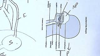 Famous Video: Basic Airway Management (3:34) Net Worth