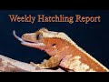 Weekly Hatchling Report- I Am Going To Costa Rica!!