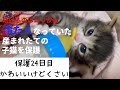 冷たくなっていた子猫の保護、24日目