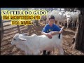 Feira do Gado de Monteiro na Paraíba dia 26/02