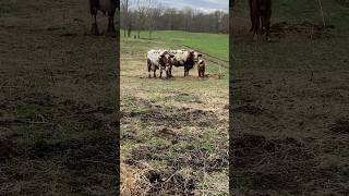 The Reality Of Farming familyfarm homestead shorthorn cow calf