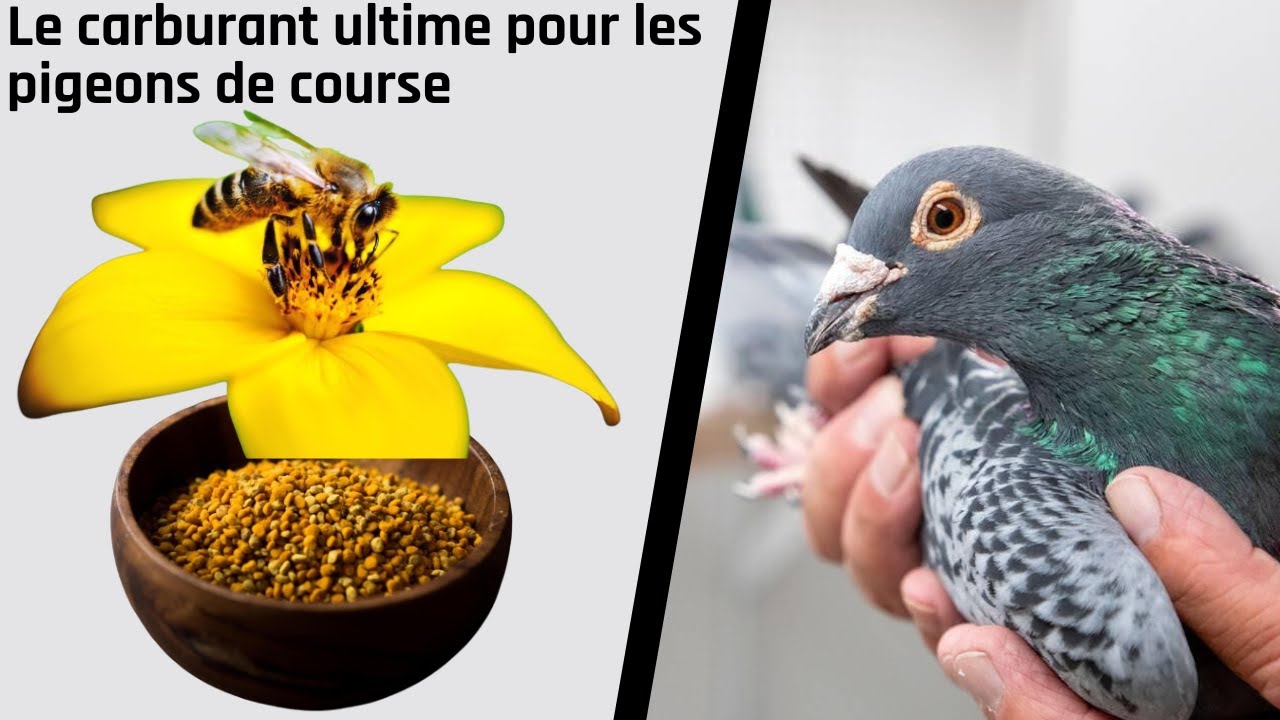 Идеальное топливо для спортивных голубей