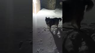 За окном снегопад? Иди гуляй с собакой!#животные #собака #настроение #хорошеенастроение #снег