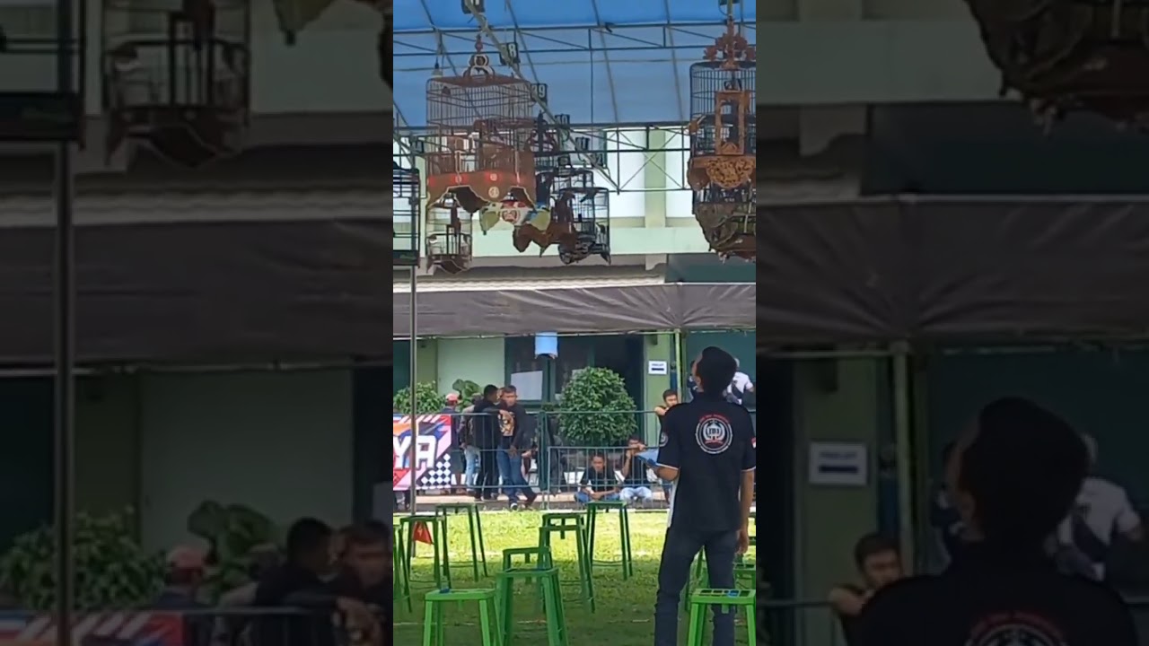 Anis Merah piala EXTRA VAGANZA FULLGAN